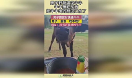 牛牛碰视频,趣味互动，畅享欢乐时光